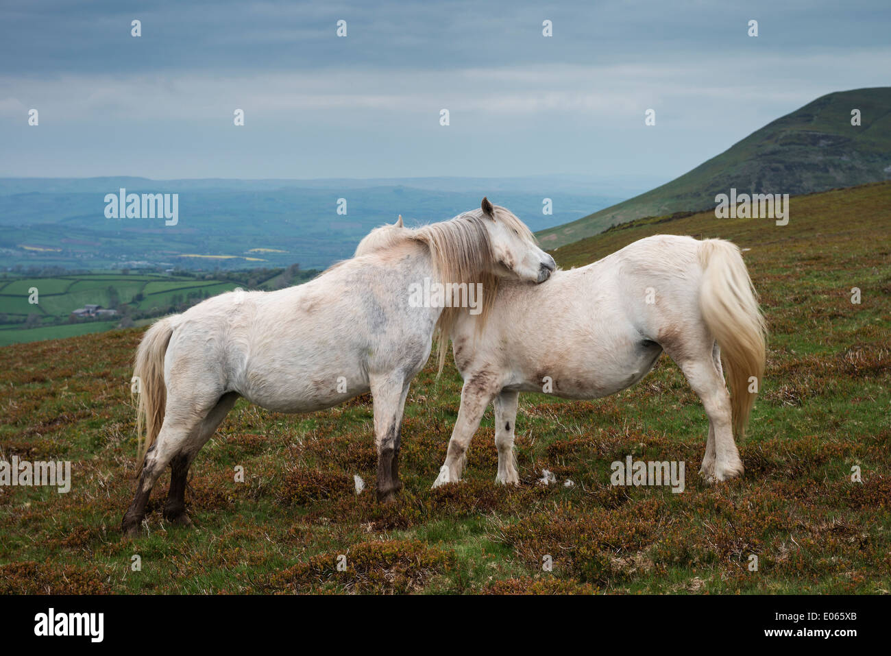White Wild Welsh Mountain Pony On Mynydd Llangorse Hill Black 