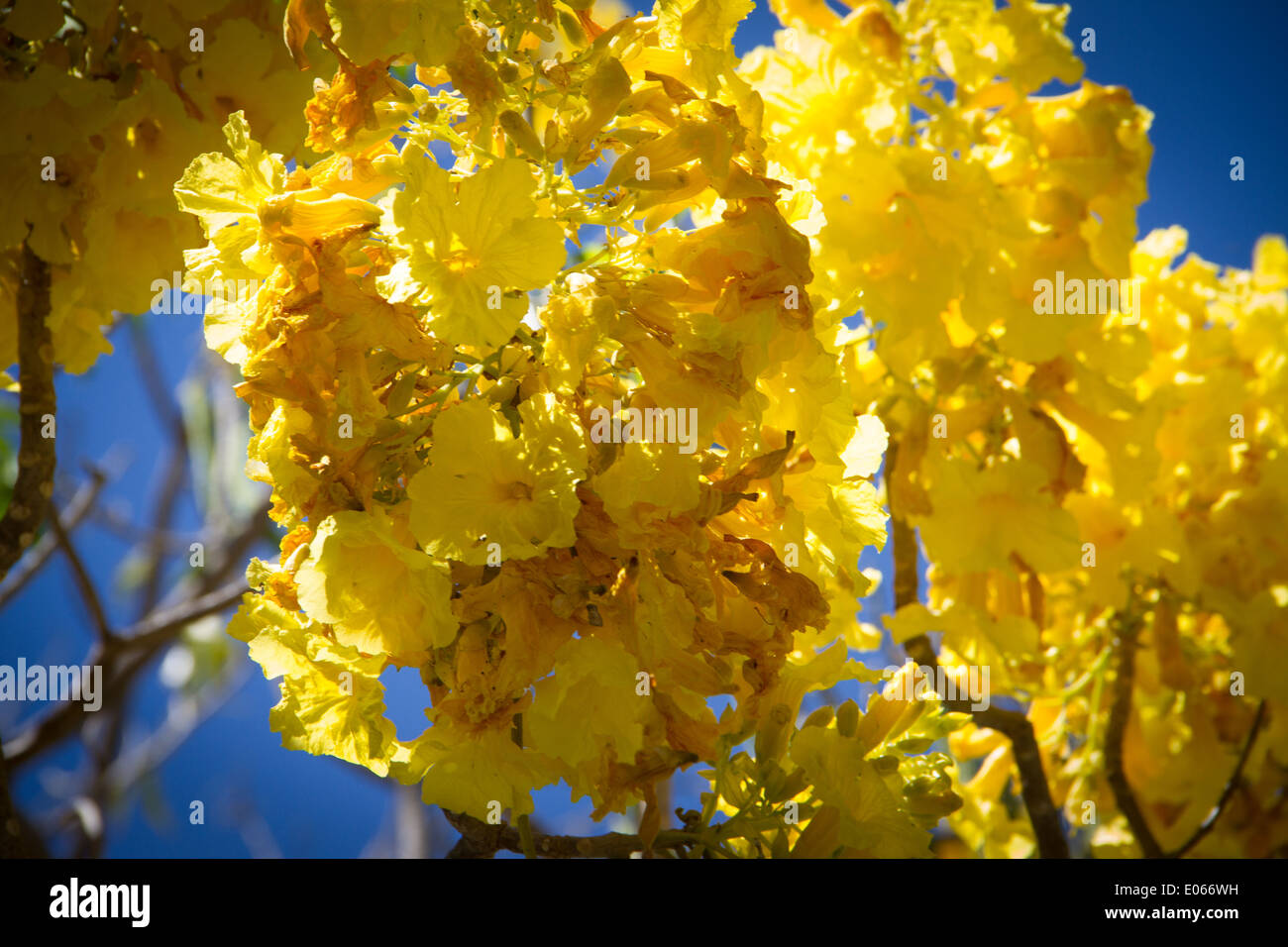 Yellow flower tree, Jalisco, Mexico Stock Photo Alamy
