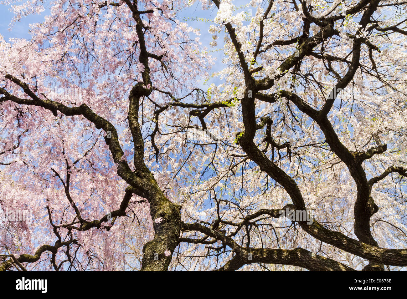 Cherry tree branches silhouetted against the sky and a canopy of white and pink blossoms in the Brooklyn Botanic Gardens Stock Photo
