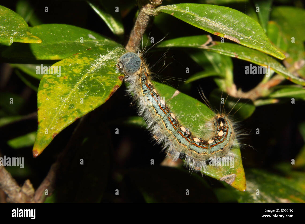 A beautiful caterpillar crawls on a tree Stock Photo