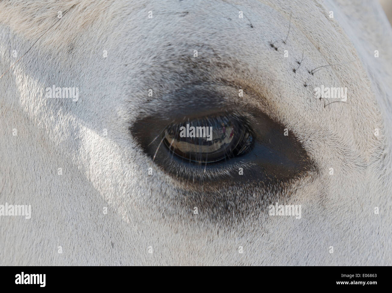 Eye of white cow, Mingun, Myanmar Stock Photo