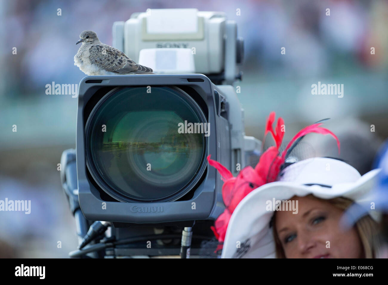 Louisville, KY, USA. 3rd May, 2014. A baby mourning dove rests on a