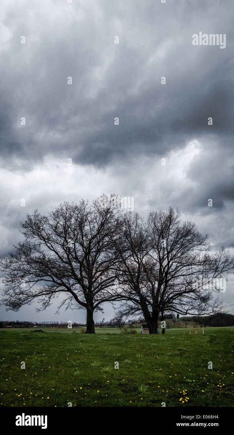 Two trees in a field below a dark, stormy sky. Stock Photo