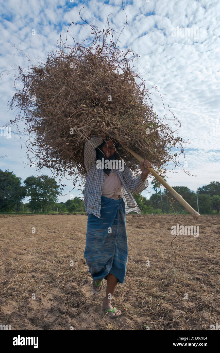 Farmers carrying harvested peanut bushes, Bagan, Myanmar Stock Photo