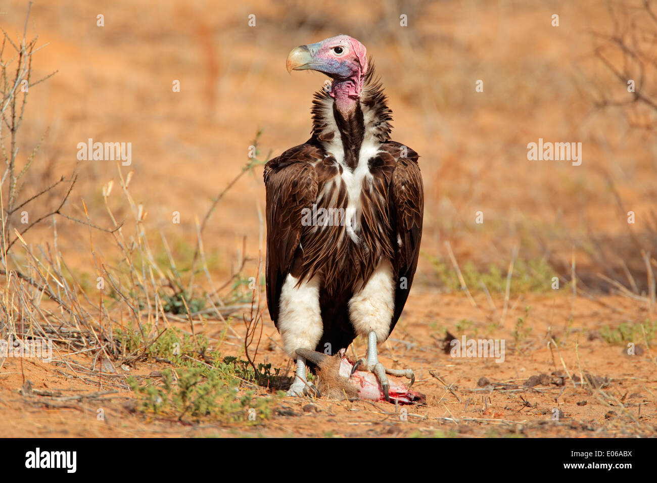 Lappet faced Vulture Torgos Tracheliotus South Africa Stock Photo 