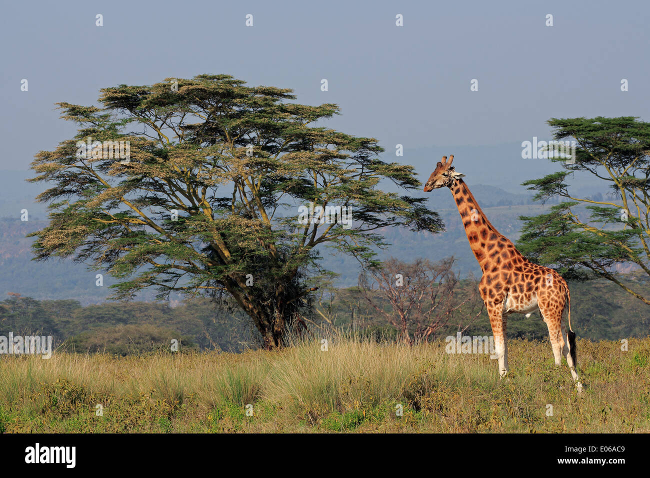 Rare Rothschilds giraffe (Giraffa camelopardalis rothschildi), Lake Nakuru National Park, Kenya Stock Photo