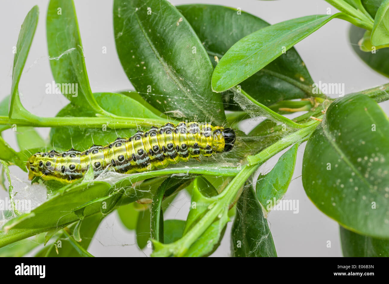 Box tree caterpillar hires stock photography and images Alamy