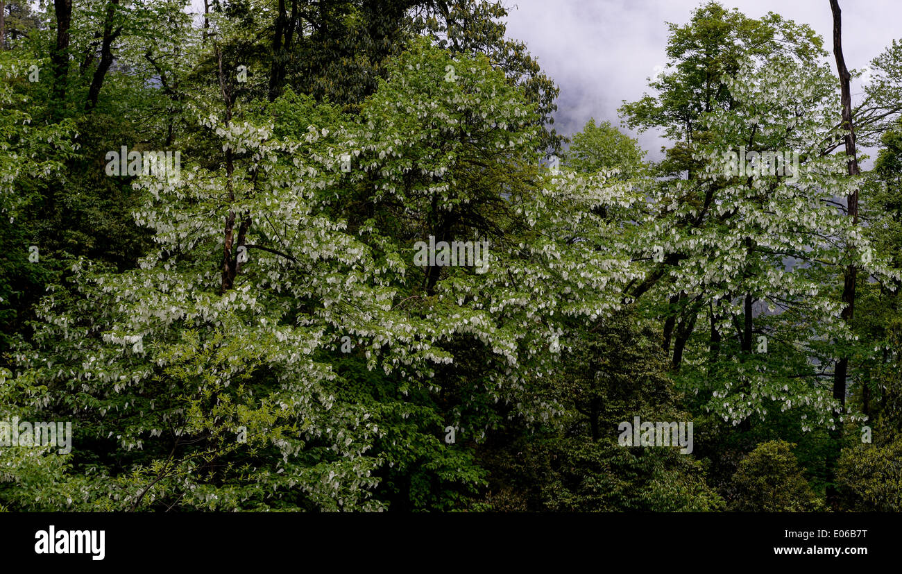 (140504) -- YINGJING (SICHUAN), May 4, 2014 (Xinhua) -- Chinese Dove trees (Davidia Involucrata Baill) blanket the mountains in the Longcanggou National Forest Park of Yingjing County, southwest China's Sichuan province, May 3, 2014. (Xinhua/Jiang Hongjing) (wf) Stock Photo