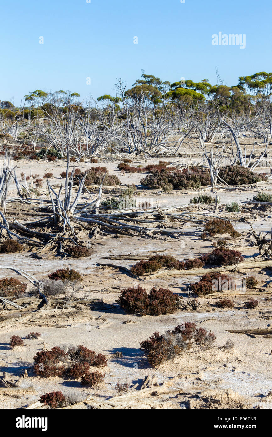 Trees on the edge of a salt lake, near Hyden, West Australia, killed by the salt. Stock Photo