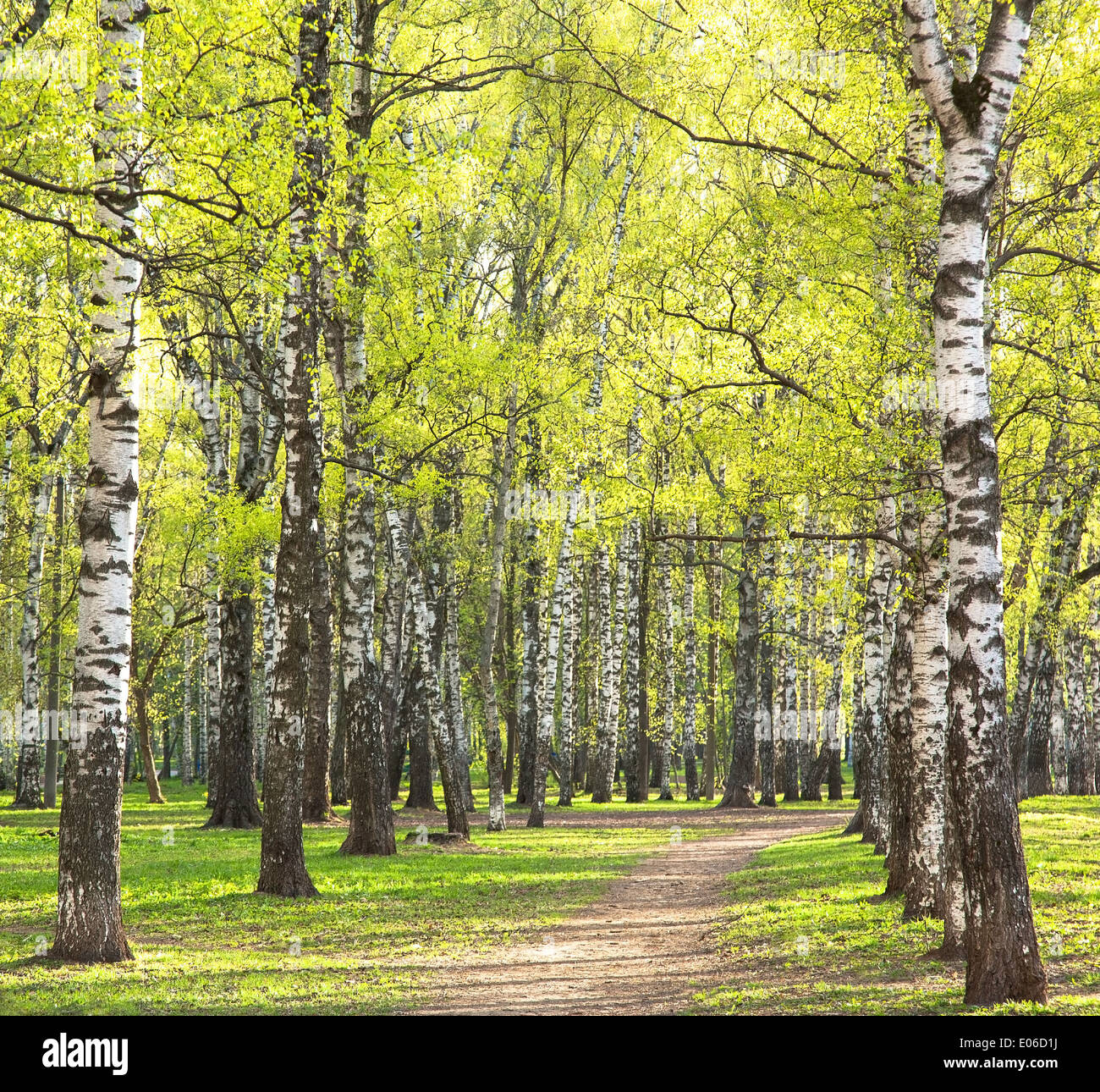 Evening sunny spring birch park with first greens Stock Photo - Alamy