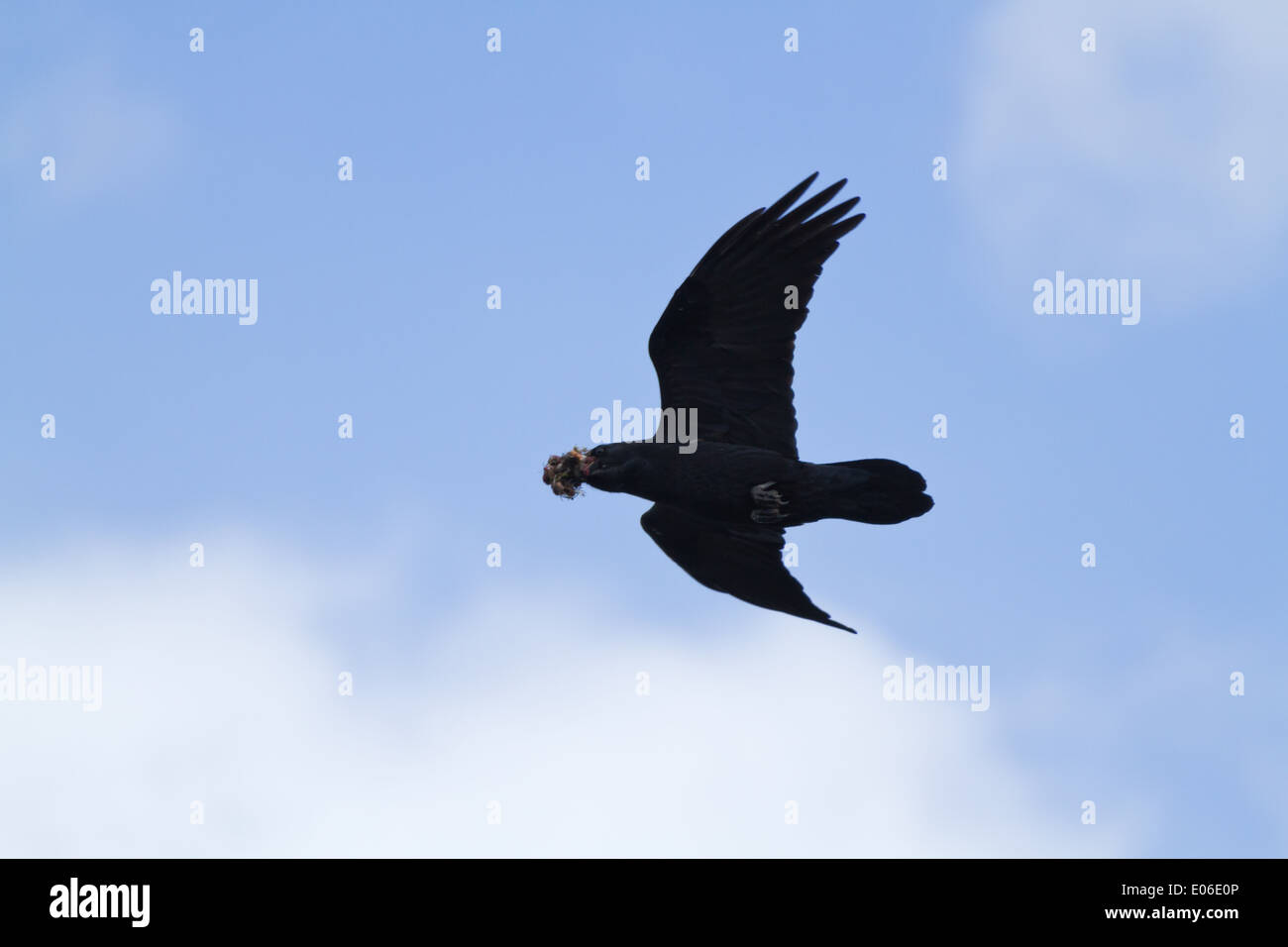 The common raven (Corvus corax), flying with something in its beak Stock Photo