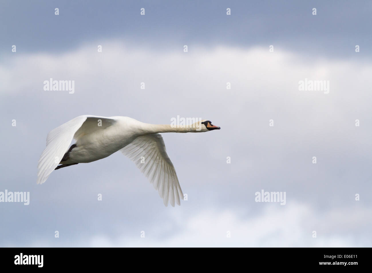 Mute swan (Cygnus olor) flying in front of a cloudy sky Stock Photo