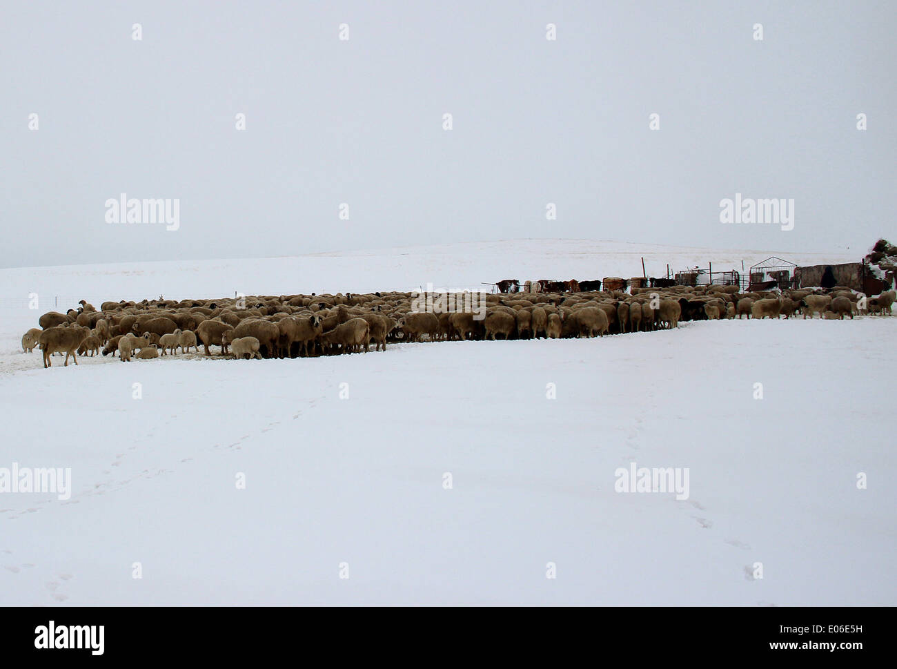 Hohhot, China's Inner Mogolia Autonomous Region. 4th May, 2014. A flock of sheep rest on a snow-carpeted grassland in East Ujimqin Banner, north China's Inner Mogolia Autonomous Region, May 4, 2014. Some parts of Inner Mongolia witnessed a heavy snowfall since Saturday, with the temperature dropping below zero degrees Celsius. © Burengyiya/Xinhua/Alamy Live News Stock Photo