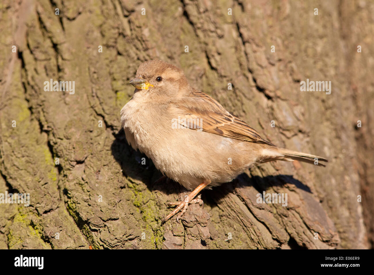 Animal sitting on trunk hi-res stock photography and images - Alamy Animal sitting on trunk hi-res stock photography and images - Alamy