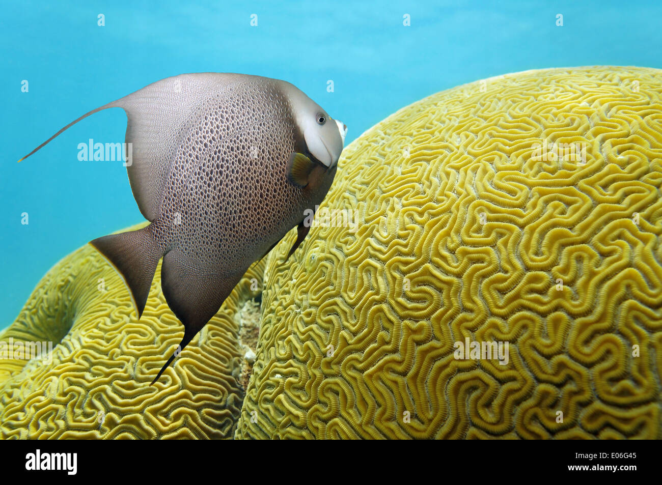 Tropical underwater life with an angelfish and brain coral Stock Photo