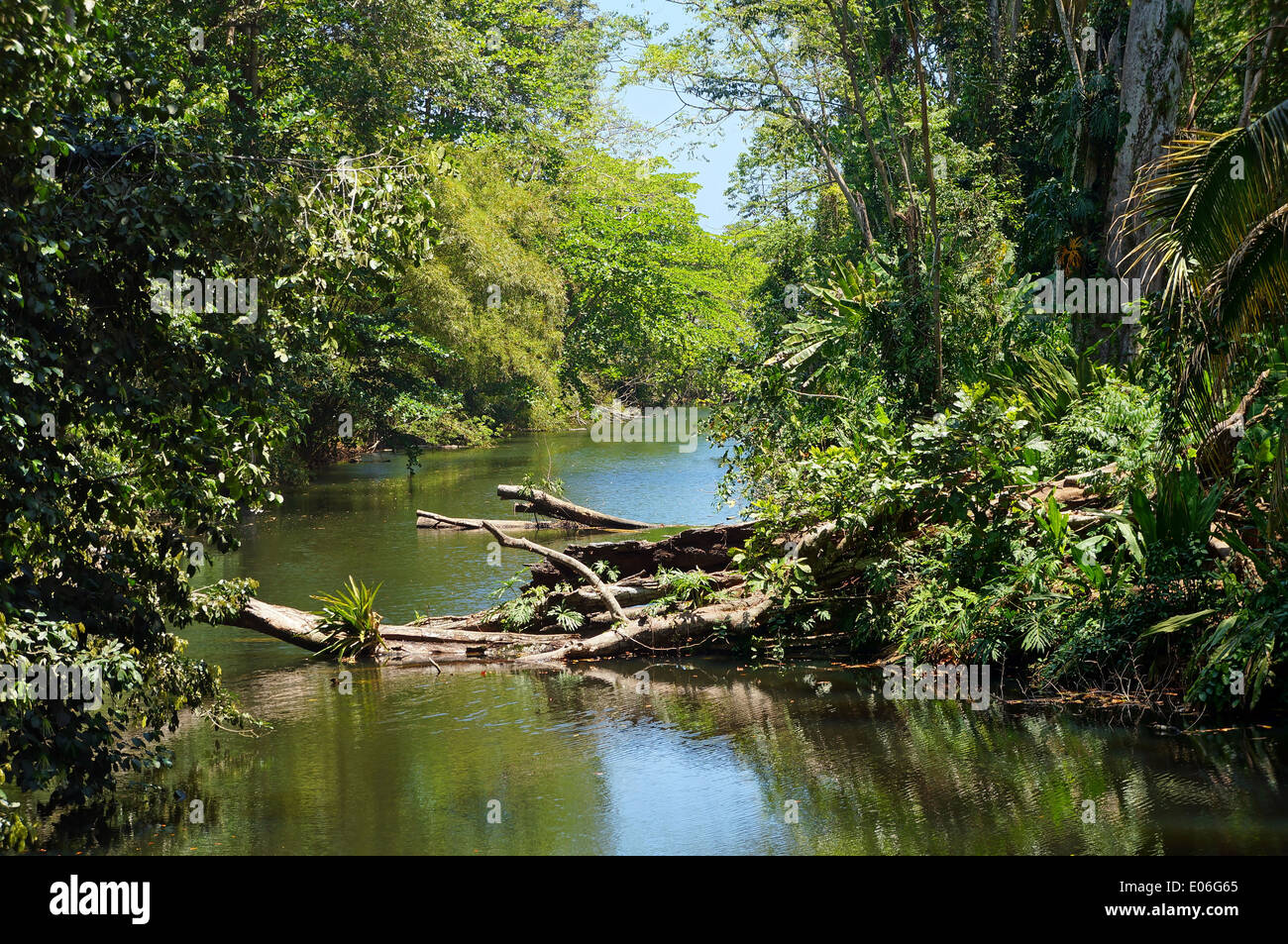 Small tropical river with fallen tree in the jungle of Costa Rica, Caribbean, Puerto Viejo de Talamanca Stock Photo
