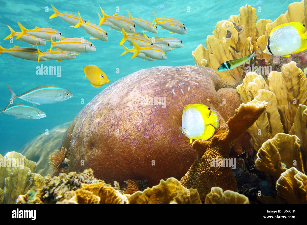 Underwater, healthy coral reef with fish school, Caribbean sea Stock Photo