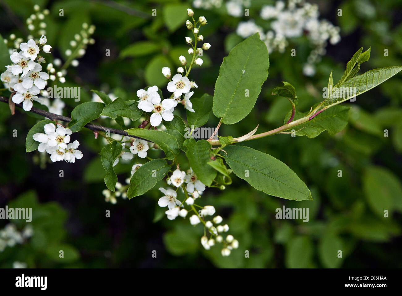 The Flowers of Padus avium or Prunus padus blooming shrub Stock Photo