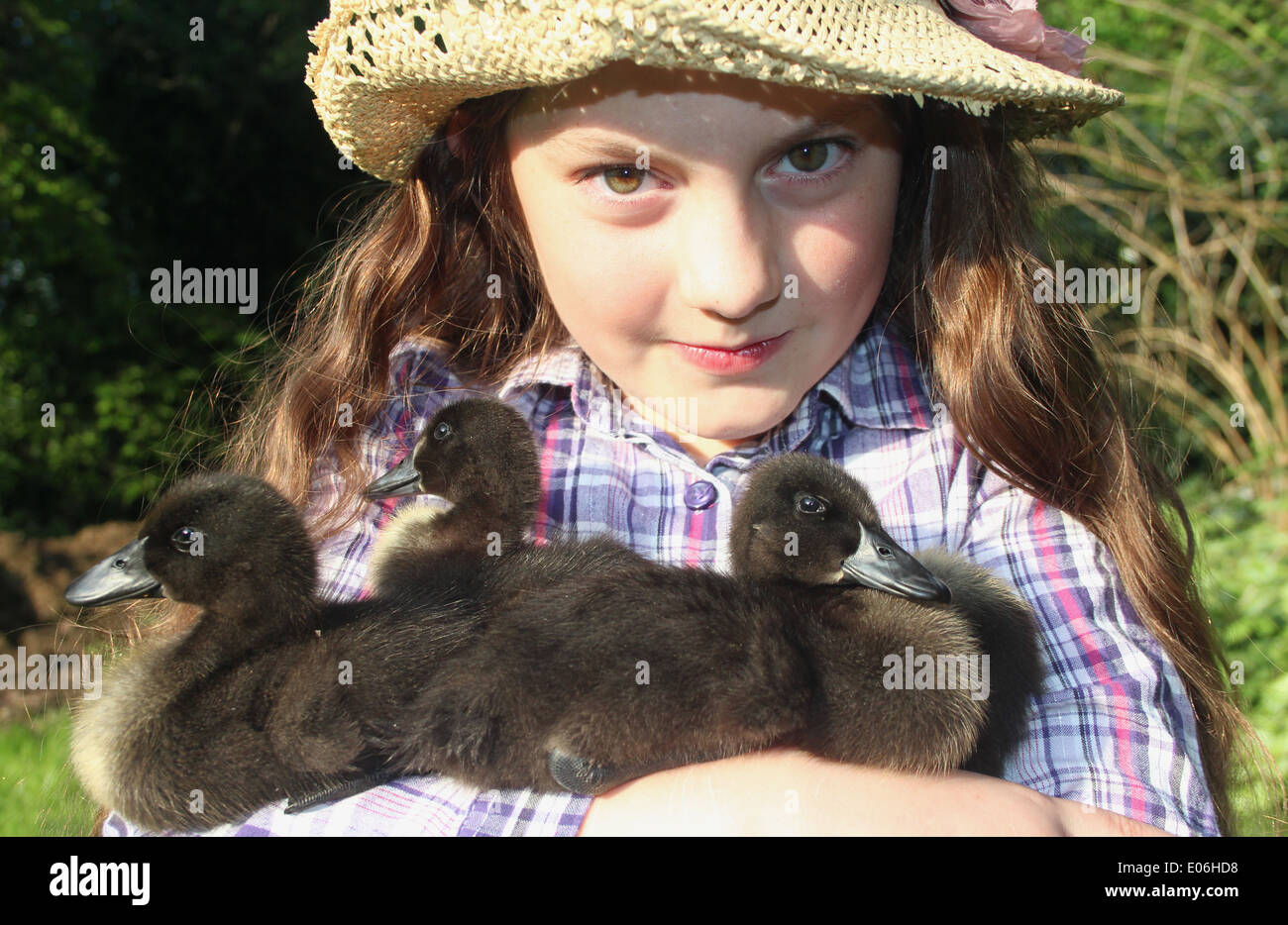 Portrait of ten year old girl in straw hat holding her three pet cayuga ducklings Anas platyrhynchos domesticus, uk Stock Photo