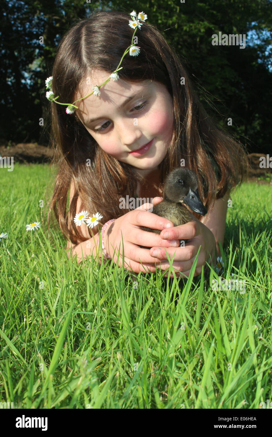 Portrait of eight old girl with a daisy chain holding her pet cayuga duckling Anas platyrhynchos domesticus, uk Stock Photo
