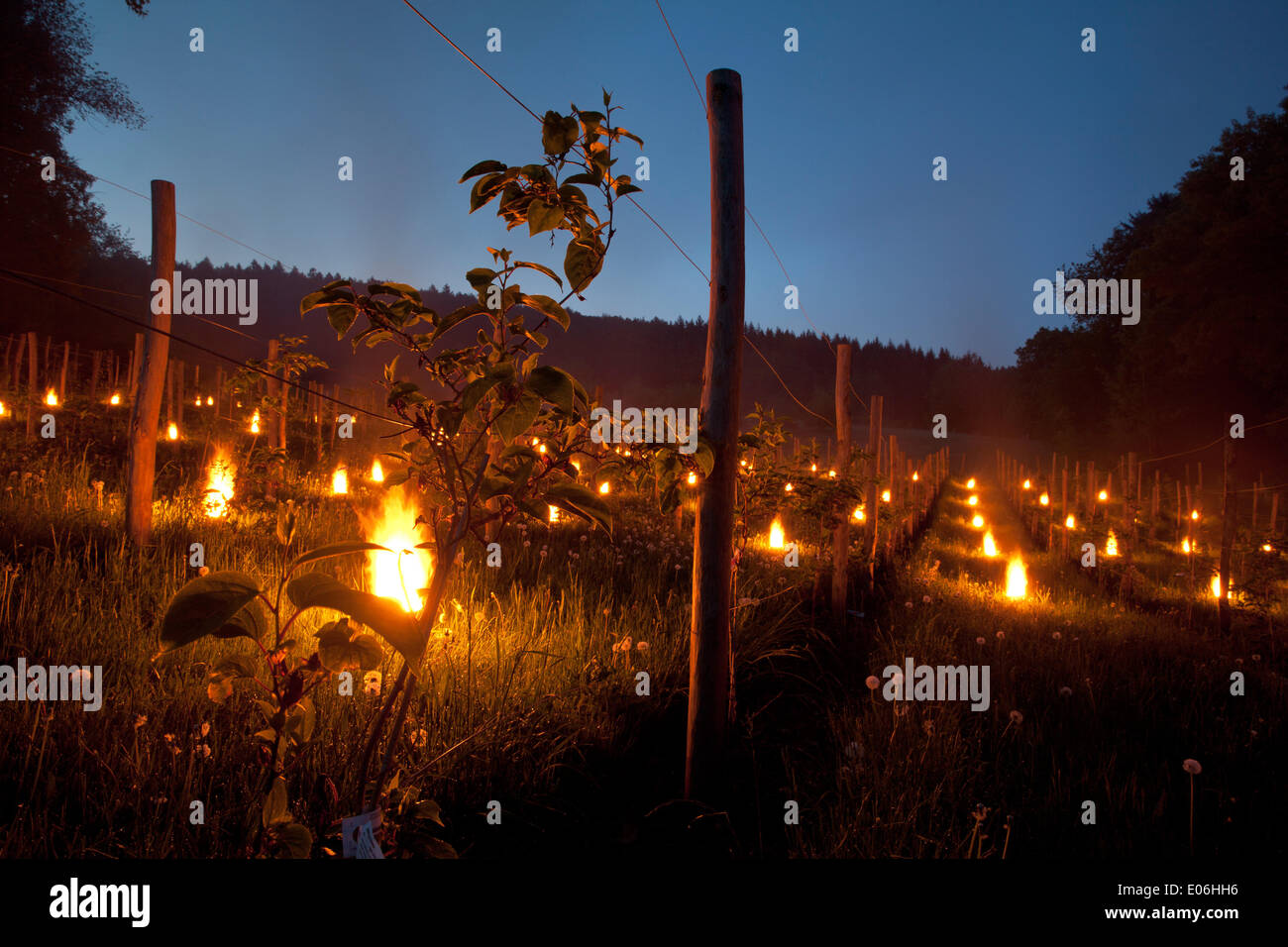 Fischbachtal, Germany. 04th May, 2014. Frost candles burn during the night to protect an orchard from minus temperatures in Fischbachtal, Germany, 04 May 2014. Around 100 candles were set up to keep the flowers warm in the minus 3 to 0 degree celsius temperatures. Photo: JENS STEIGAESSER/dpa/Alamy Live News Stock Photo