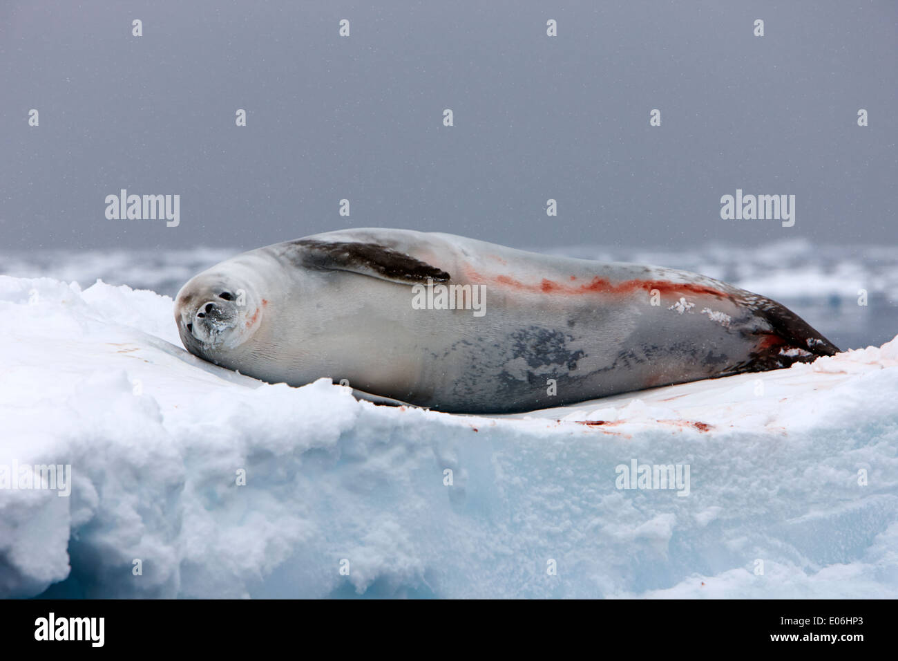 crabeater seal lying on iceberg looking to camera Fournier Bay Antarctica Stock Photo