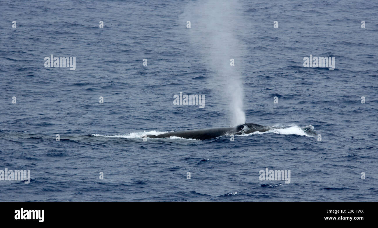 blue whale breathing and surfacing in the drake passage Stock Photo