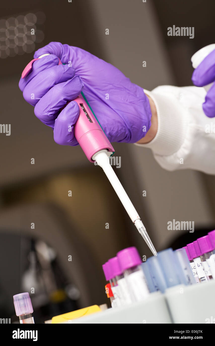 Pipetting - preparation of biological sample Stock Photo