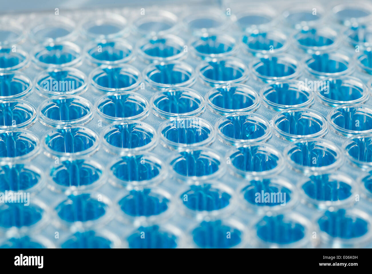 Deep well testing tray Stock Photo Alamy