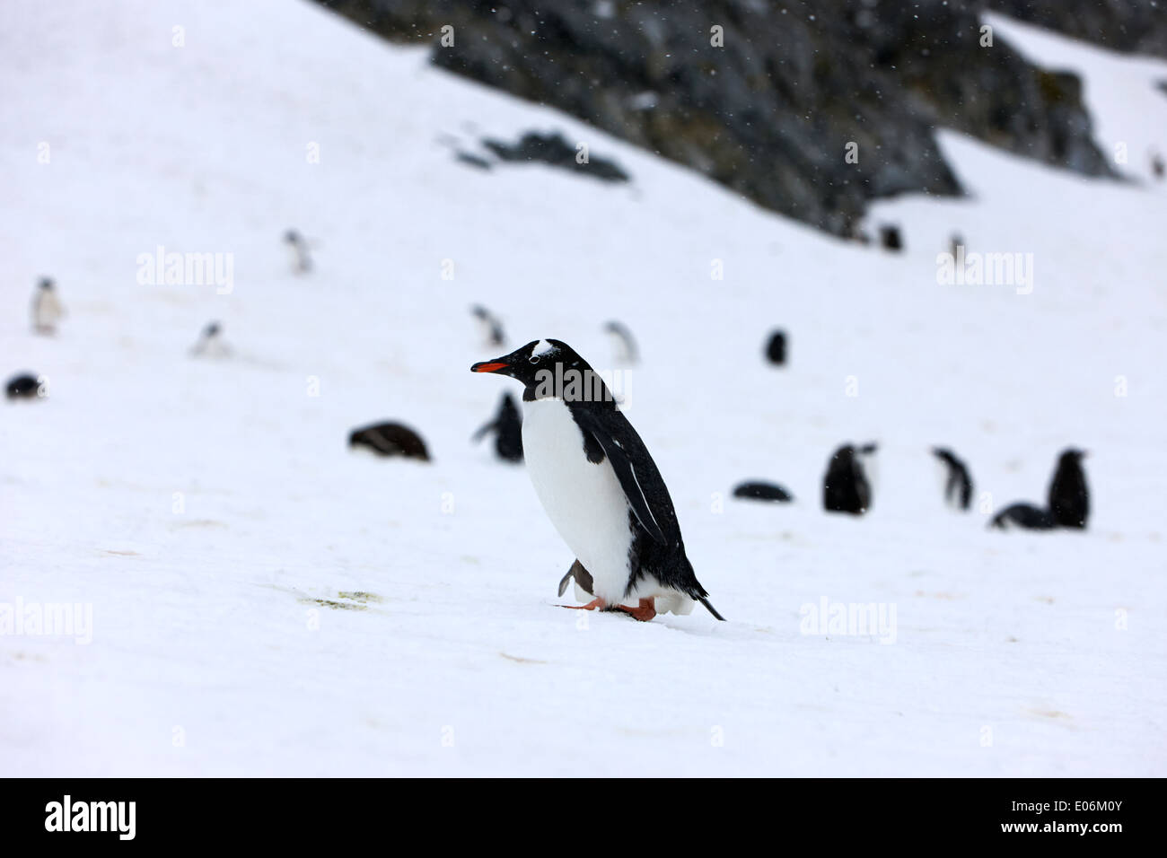 gentoo penguin walking uphill in gentoo penguin colony on cuverville island antarctica Stock Photo
