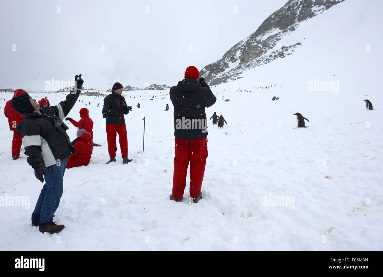 people on shore excursion from expedition ship to gentoo penguin colony on cuverville island antarctica Stock Photo