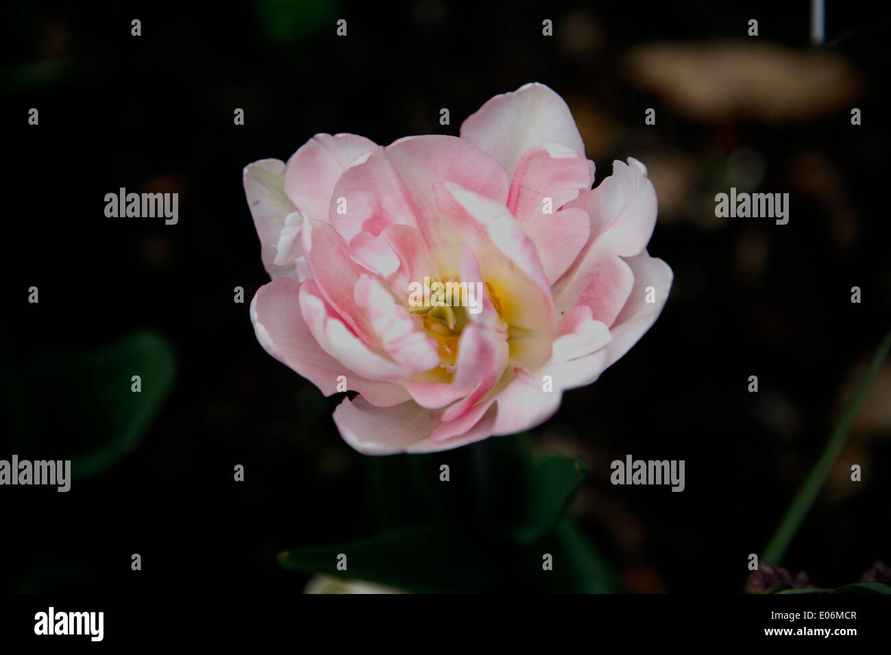 This acclaimed fully double bloom is varying shades of charming old rose with shimmering white highlights. Stock Photo
