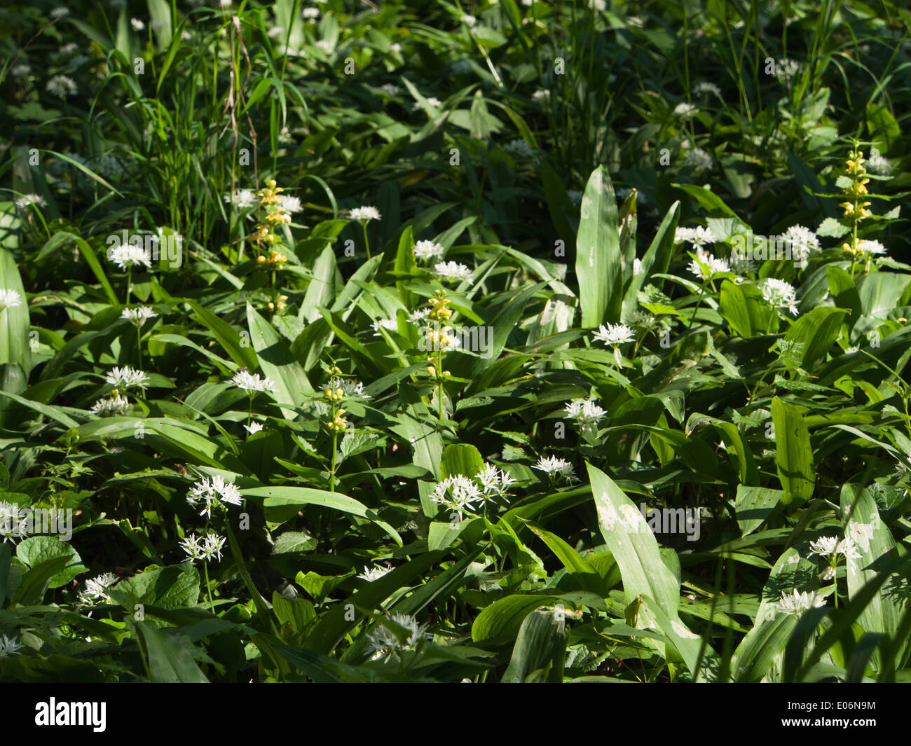 Vienna Austria, spring morning in  Prater park and forest ground covered with flowering wild garlic Stock Photo