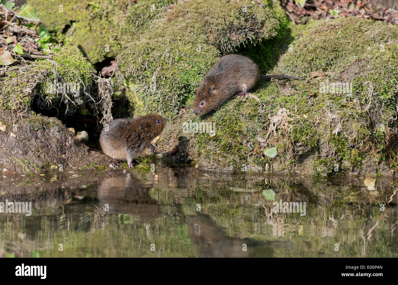 Pair Of Juvenile Water Voles - Arvicola terrestris beside a stream. Uk Stock Photo