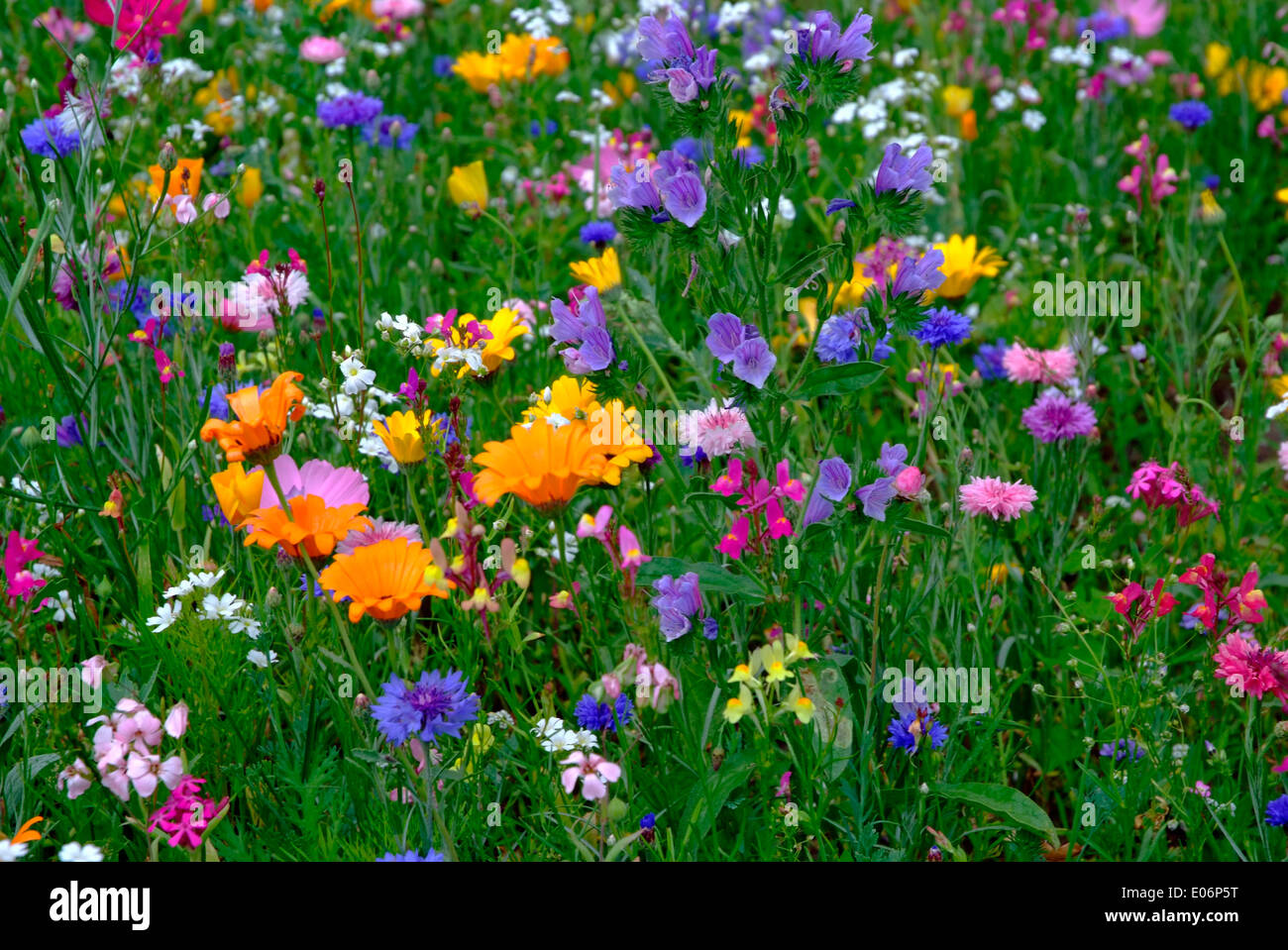 Variety of wildflowers hi-res stock photography and images - Alamy