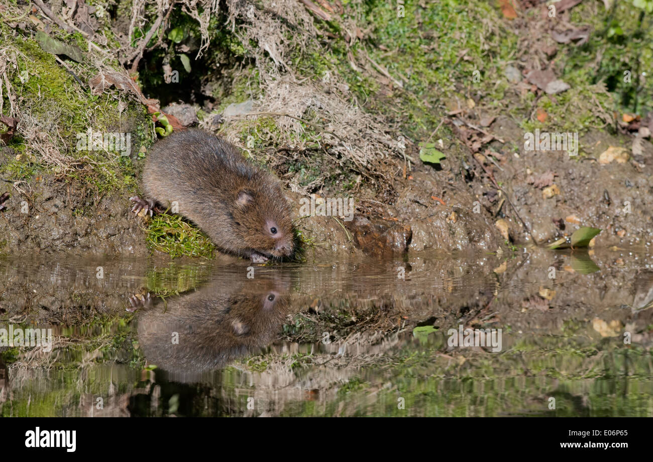 Juvenile Water Vole- Arvicola terrestris, beside a stream. Spring.Uk ...