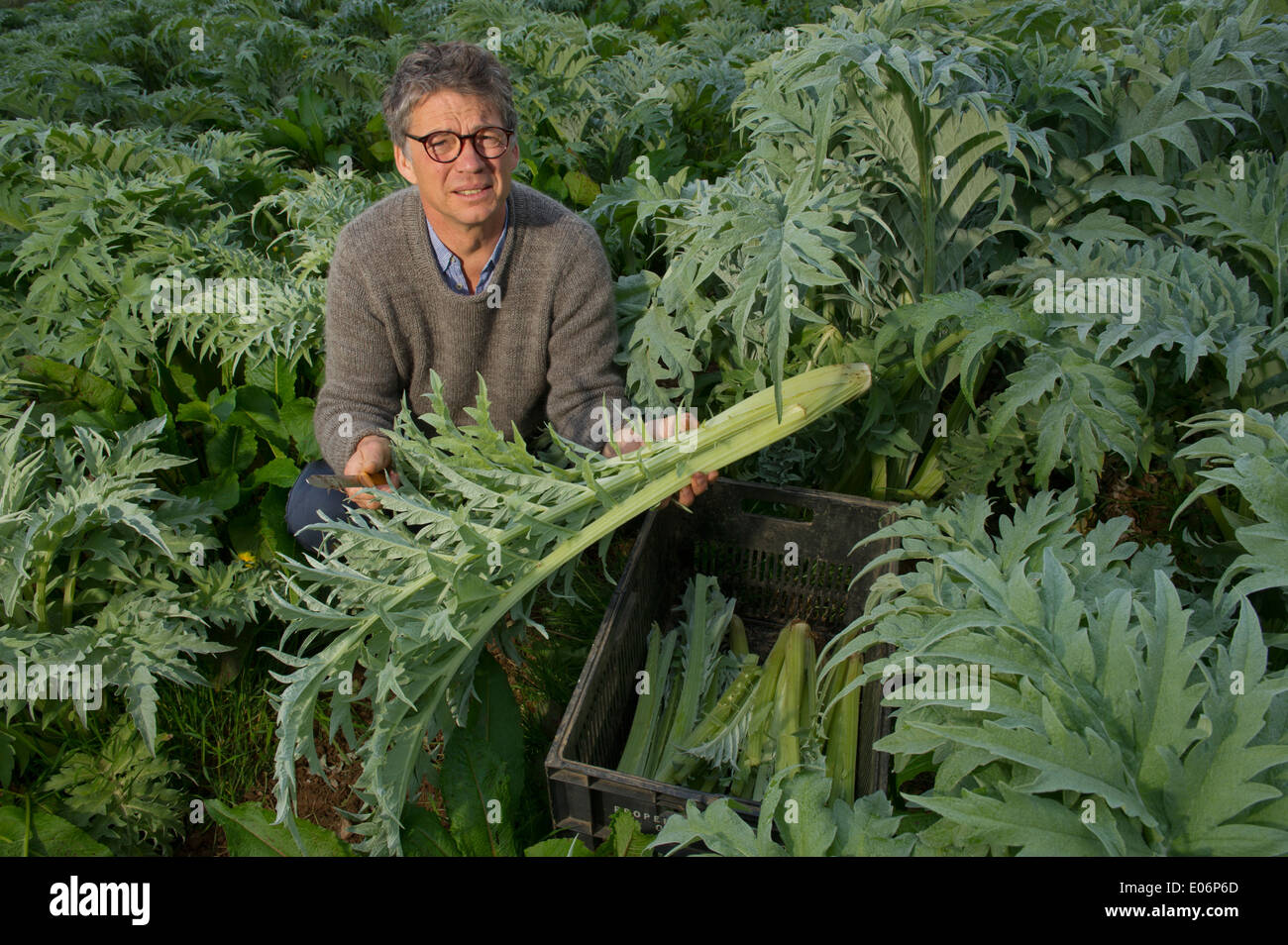 Cardoon being grown in Devon at Riverford Organic Farms, Totnes and harvested by Guy Watson (Guy Singh-Watson), CEO of Riverford.. Stock Photo