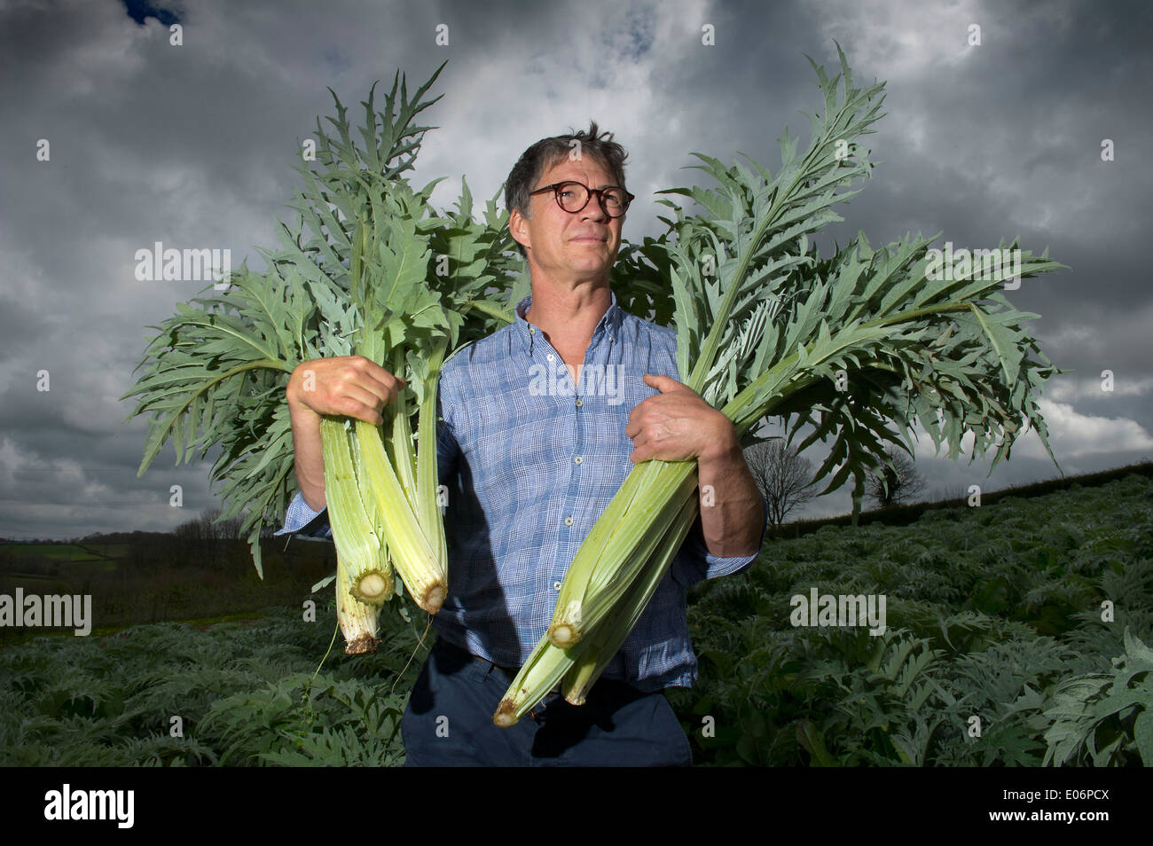 Cardoon being grown in Devon at Riverford Organic Farms, Totnes and harvested by Guy Watson (Guy Singh-Watson), CEO of Riverford.. Stock Photo