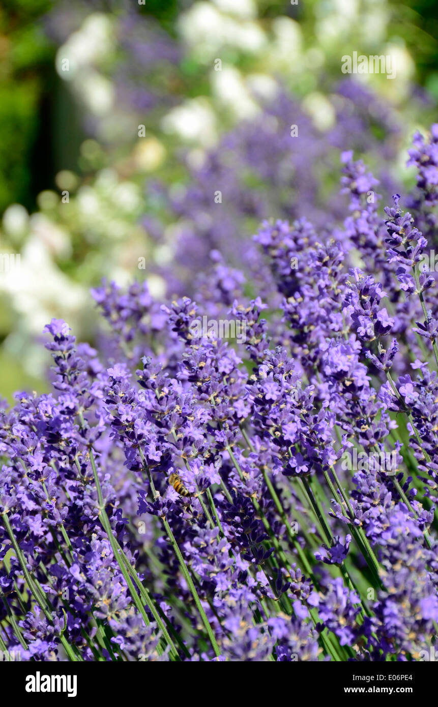 Lovely english lavender with bee in Germany Stock Photo