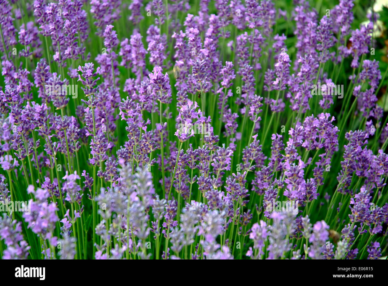 Lovely english lavender in my garden Stock Photo