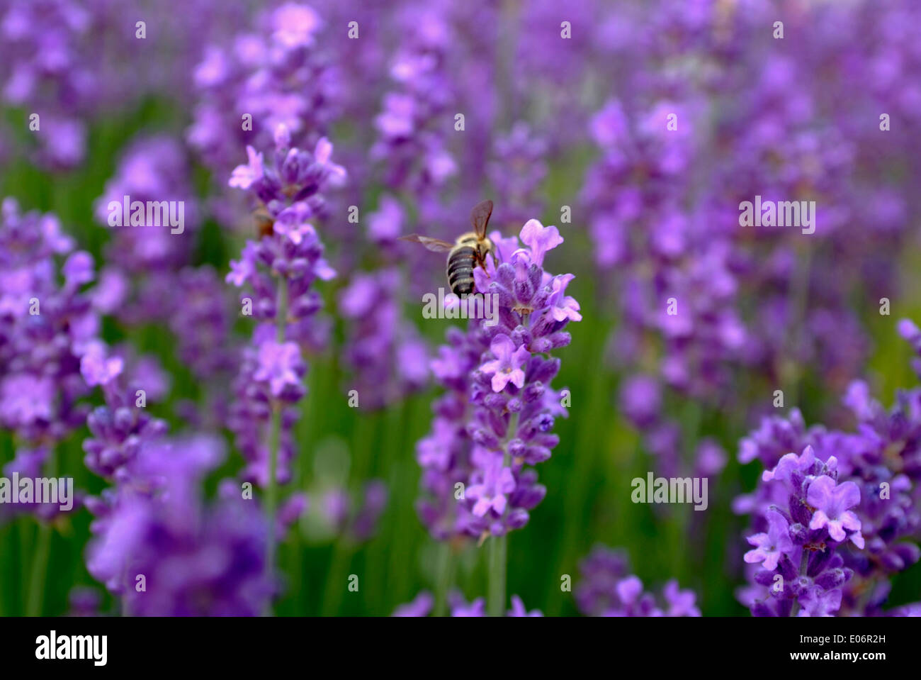 Lovely english lavender with bee in my garden Stock Photo