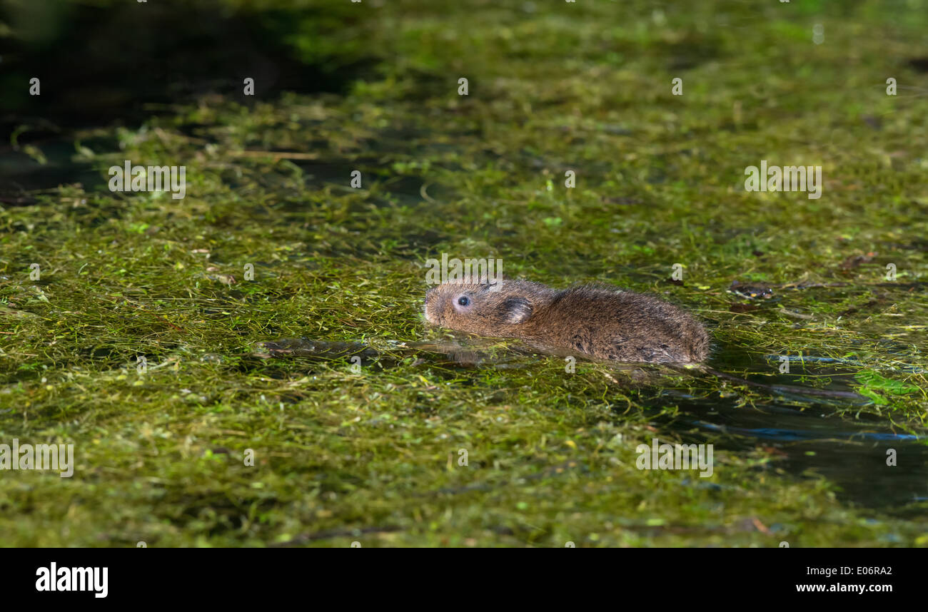 Water vole swimming hi-res stock photography and images - Alamy