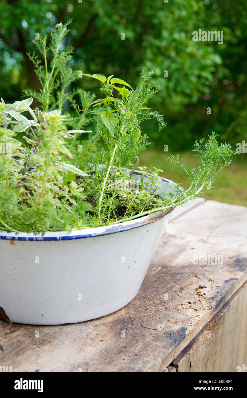 Enamel bowl with herbs a the herb garden in Germany. Stock Photo