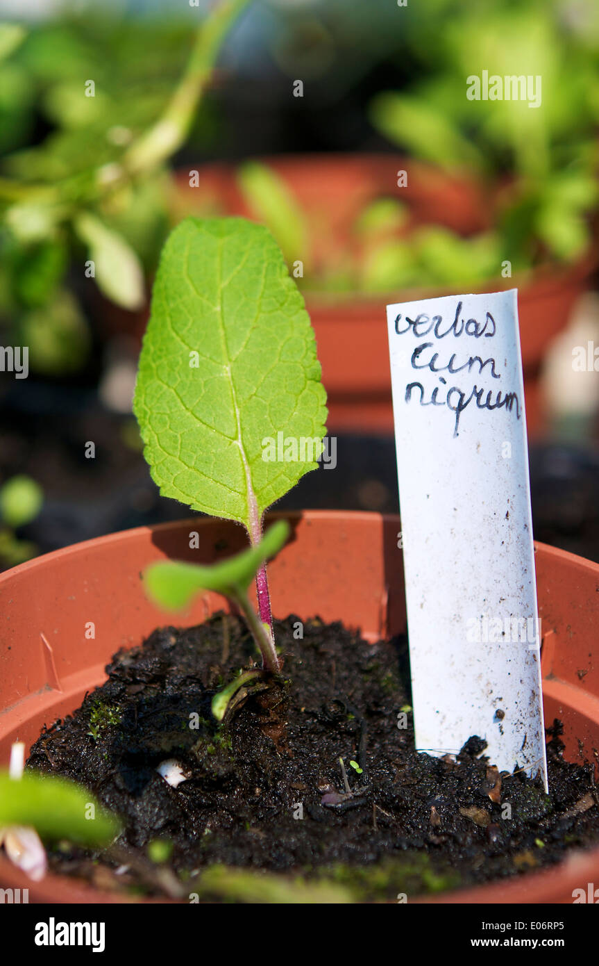 Young verbascum nigrum L. (Dark Mullein) plant in a pot. Stock Photo
