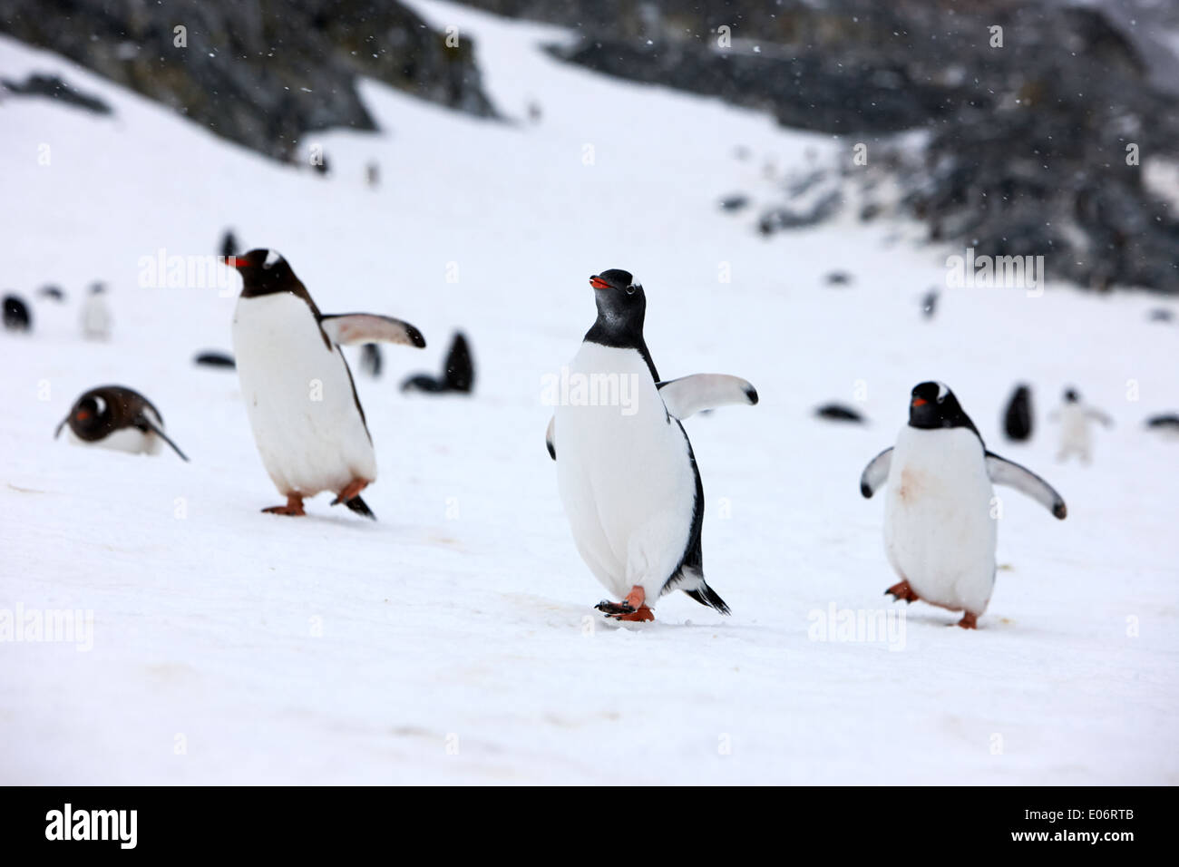 gentoo penguins walking uphill in formation in gentoo penguin colony on cuverville island antarctica Stock Photo
