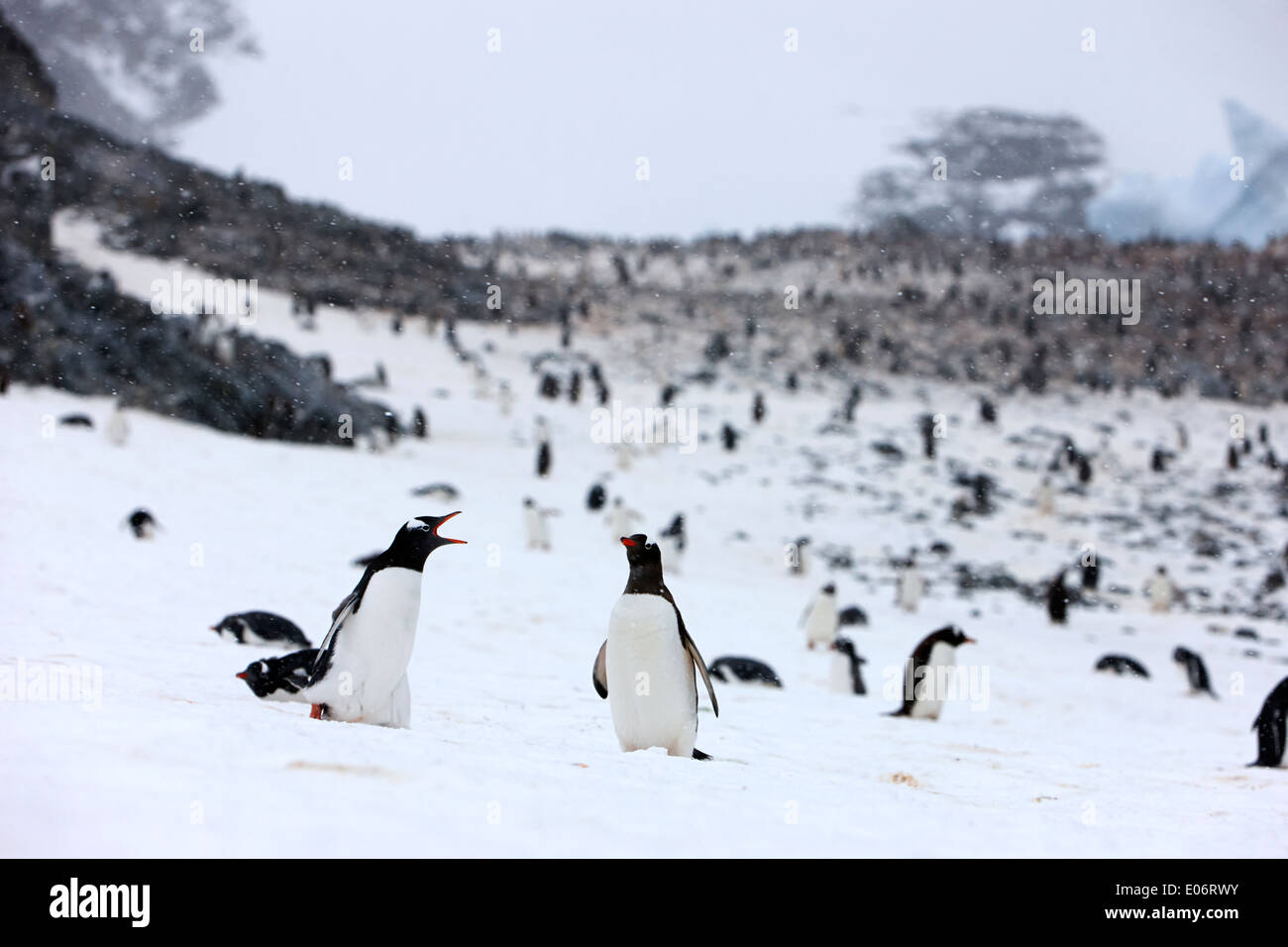 penguin calling to other penguin in gentoo penguin colony on cuverville island antarctica Stock Photo