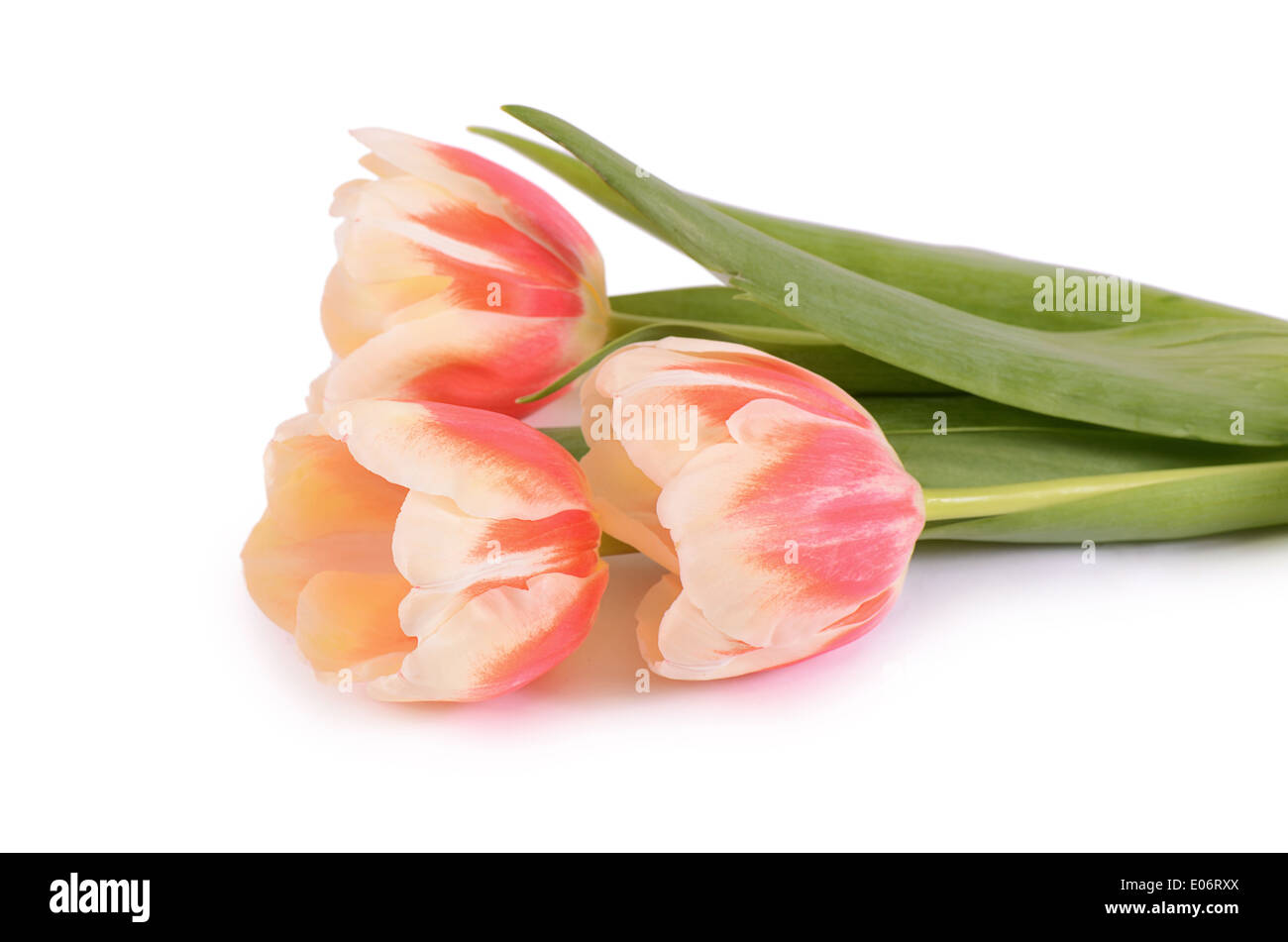 The pink tulip isolated on white background Stock Photo - Alamy