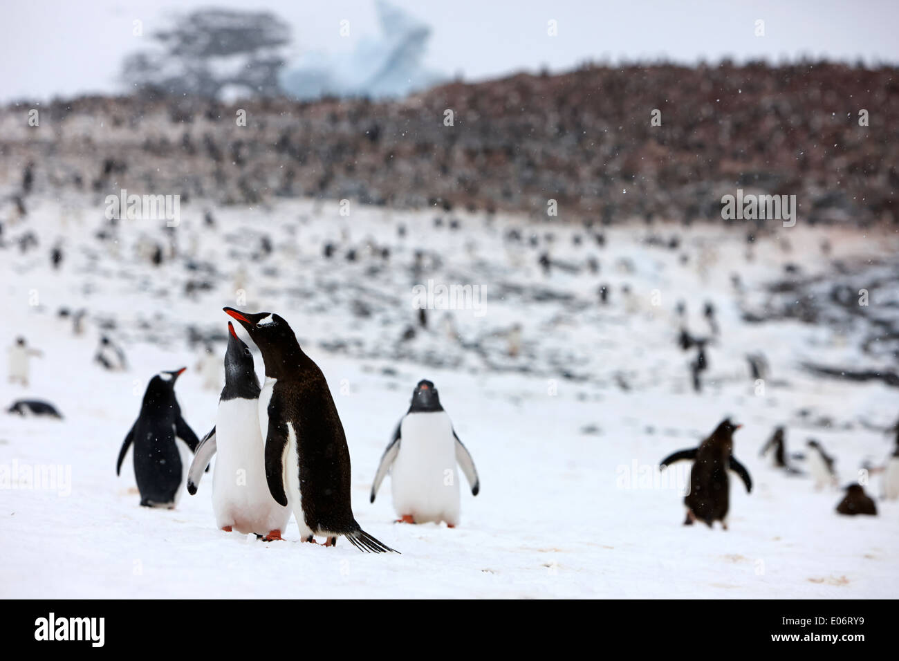 pair of penguins in mutual display on edge of gentoo penguin colony on cuverville island antarctica Stock Photo