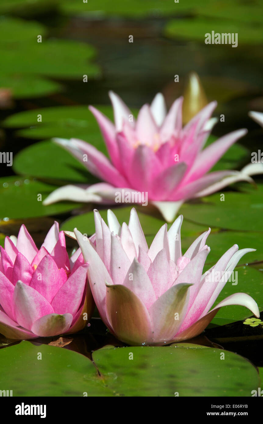 Water lilies (Nymphaeaceae) at a botanical garden, Stock Photo