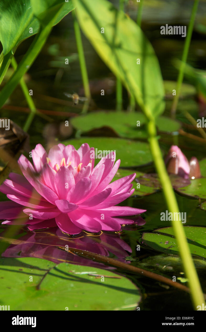 Water lilies (Nymphaeaceae) at a botanical garden, Stock Photo